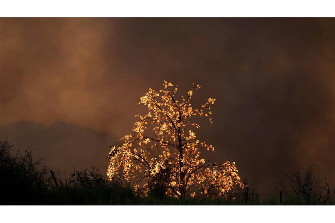 Bilder des Tages Ein Baum brennt bei einem Waldbrand in der Stadt Patras im Westen Griechenlands.