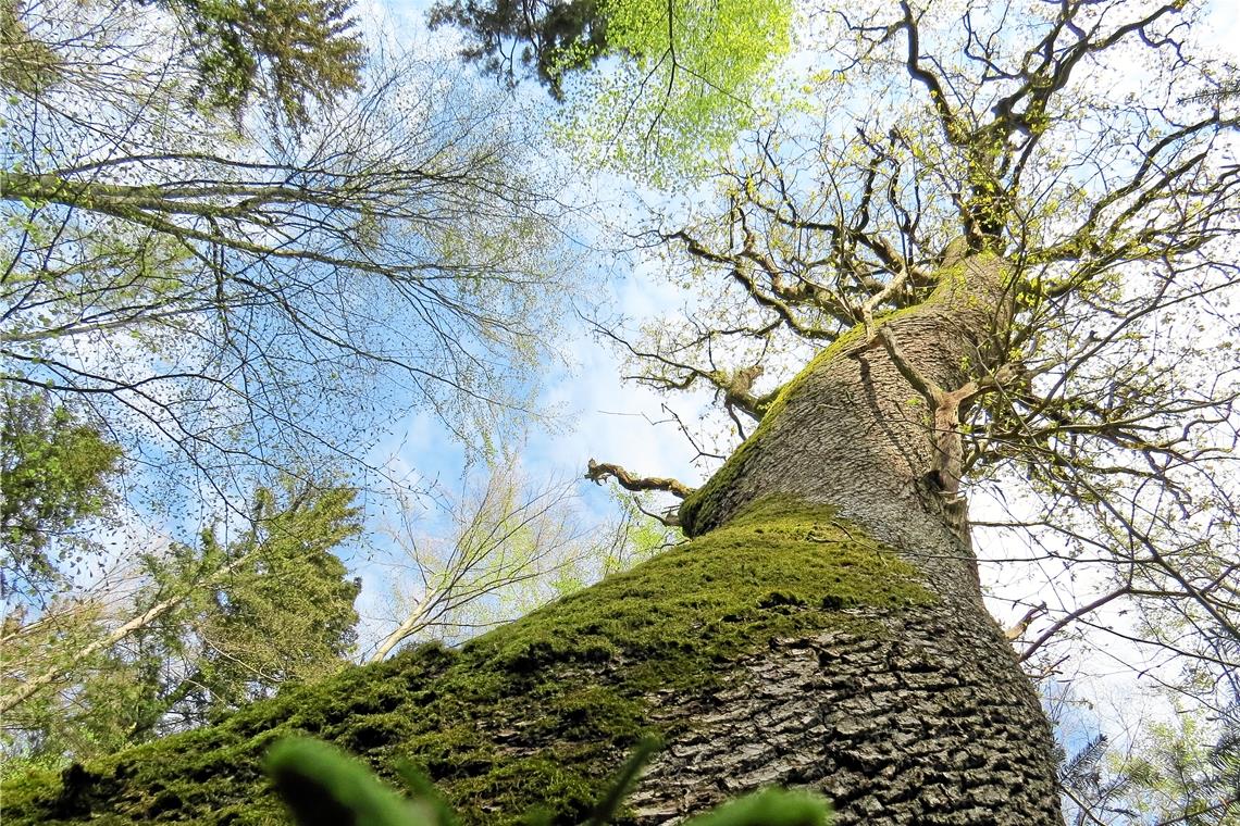 Eine alte Zeitzeugin blickt auf den Umbruch Ein beeindruckender Baum: Vermutlich ist die Eiche über 600 Jahre alt. Fotos: Christine Schick