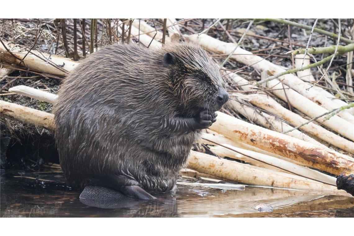 Wie Tiere die Natur gestalten Ein Biber (Castor fiber) sitzt am Wasser umgeben von angenagten Ästen in einer feuchten Umgebung in Hessen.