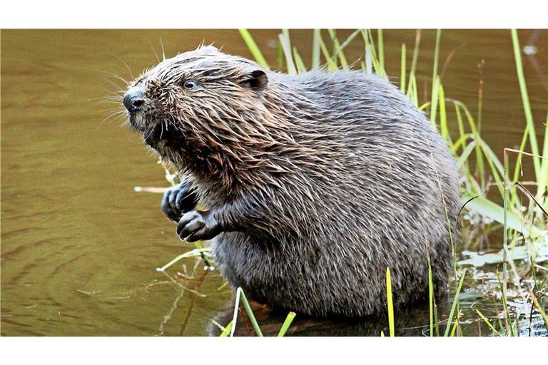 Ein Biber wurde von Mitarbeitern eines  Bauhofs tot im Wasser gefunden. (Symbolfoto)