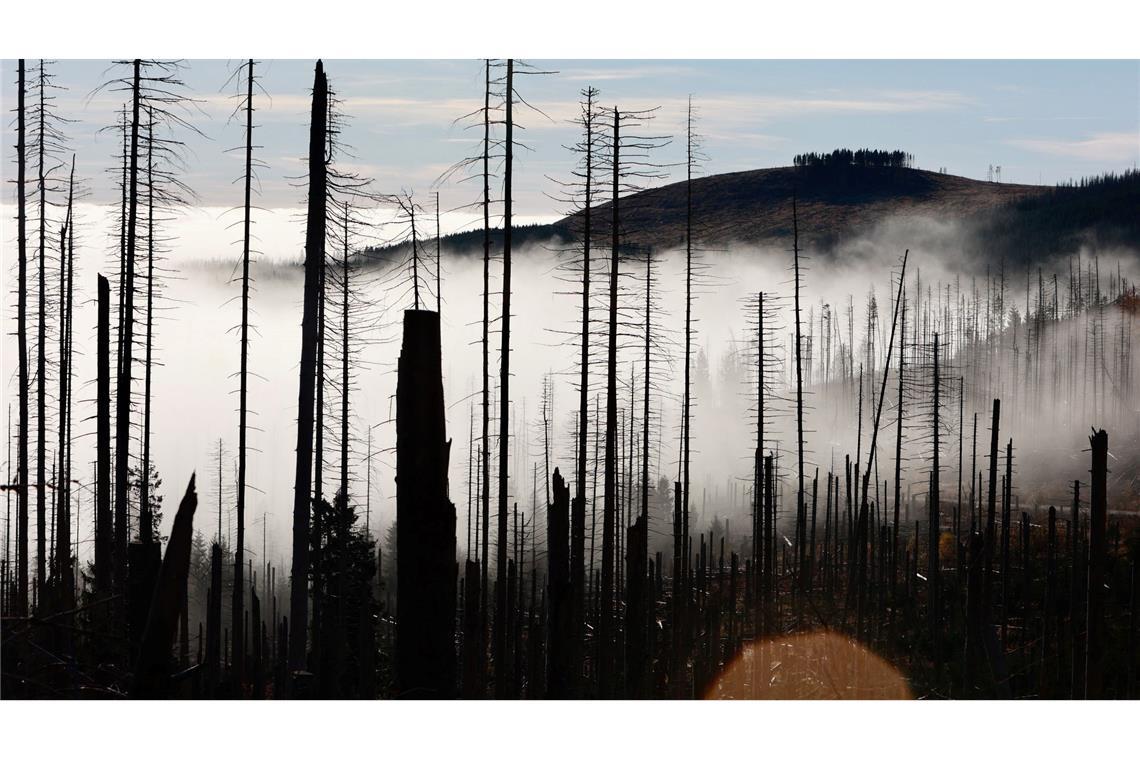 Bilder des Tages Ein Bild wie ein Gedicht von Hermann Hesse: Seltsam, im Nebel zu wandern! Einsam ist jeder Busch und Stein, kein Baum sieht den andern, jeder ist allein.