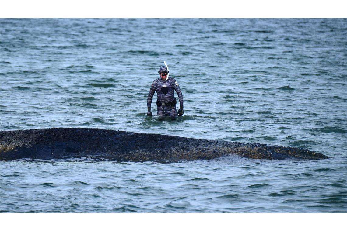 Ein Biologe nähert sich dem gestrandeten Wal in der Ostsee.