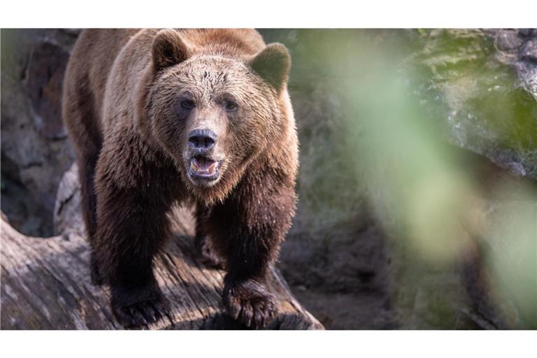 Ein Braunbär hat offenbar zwei Menschen in Russland getötet (Symbolfoto).