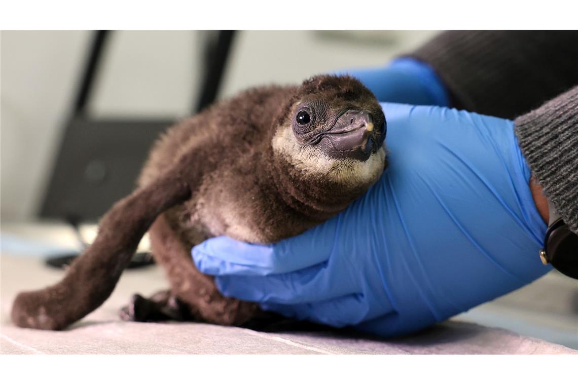 Ein Brillenpinguin-Küken wird im Zoo in Magdeburg ärztlich untersucht.