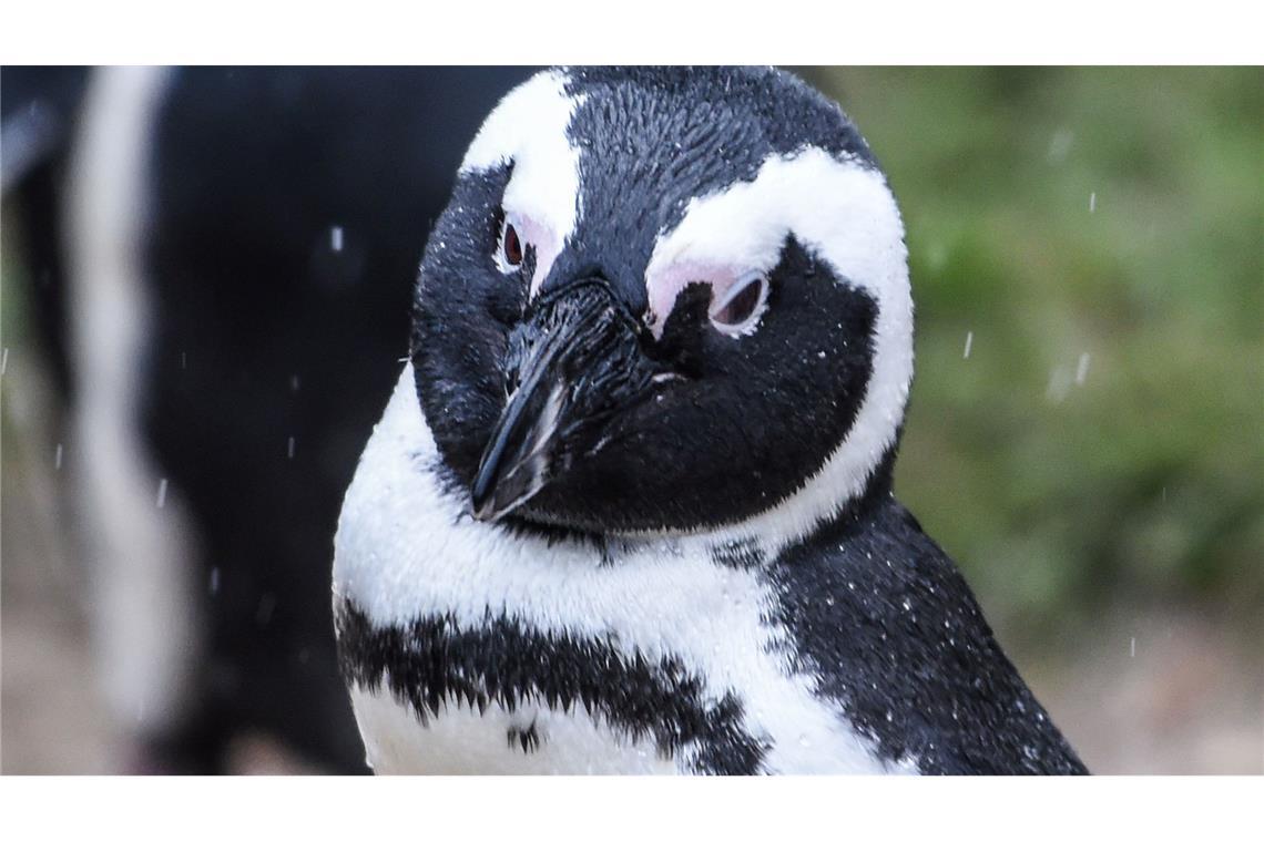 Ein Brillenpinguin (Spheniscus demersus)