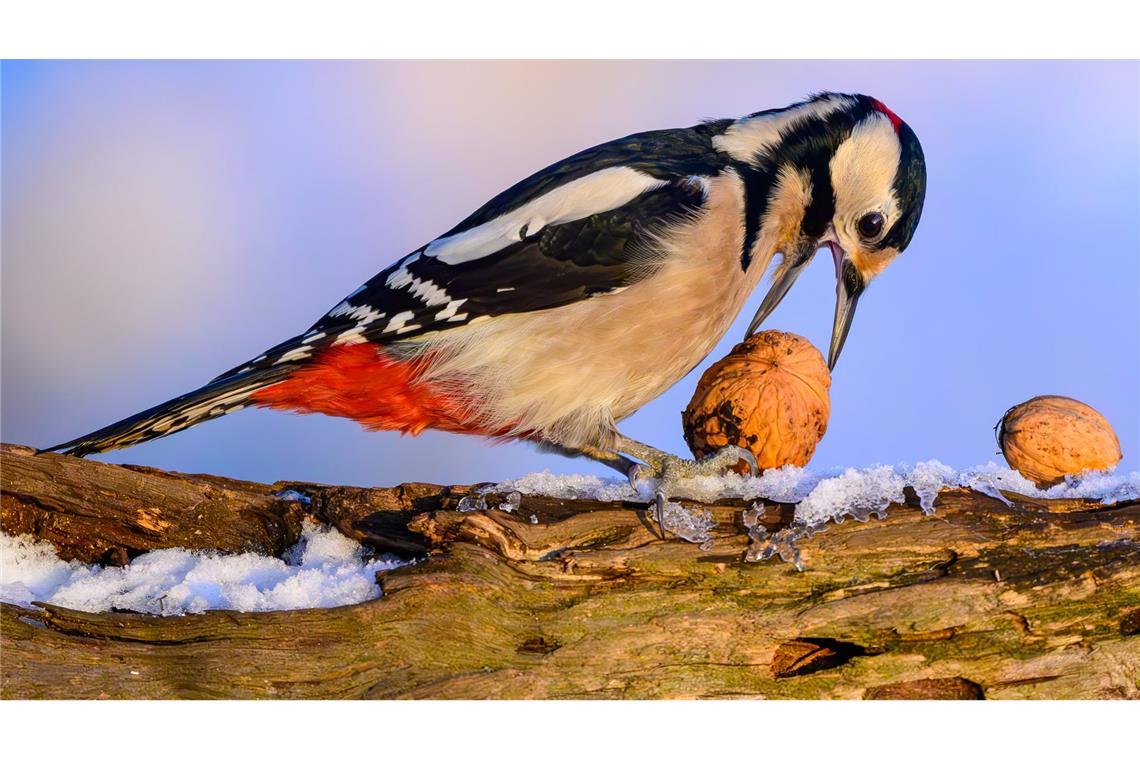 Ein Buntspecht hat in einem Wald in Brandenburg eine Walnuss gefunden.