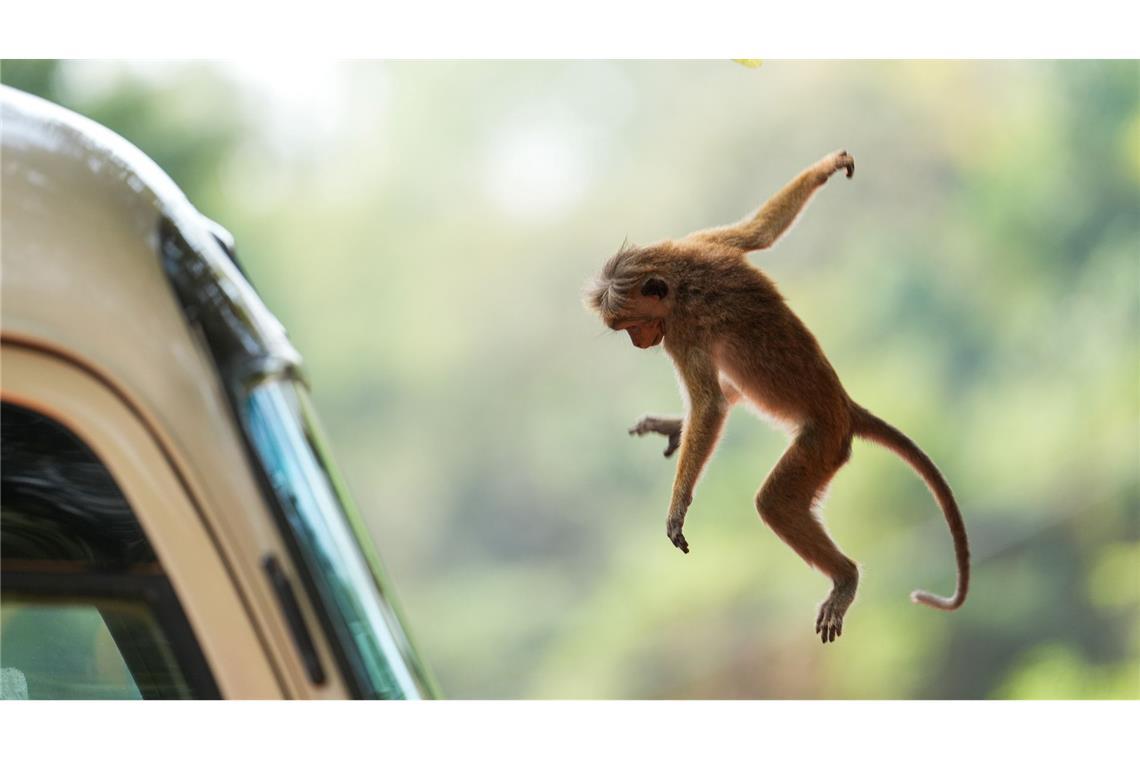 Ein Ceylon-Hutaffe macht auf Sri Lanka einen weiten Sprung. Diese Affen sorgen manchmal für Ärger, wenn sie von Menschen Lebensmittel stehlen.
