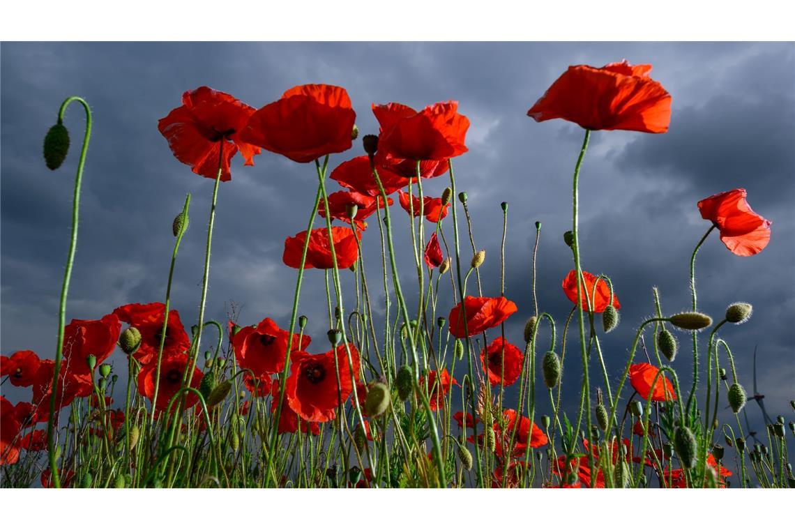 Ein dicht bewachsenes Feld voller leuchtend rotem Klatschmohn blüht in Ostbrandenburg vor einer herannahenden Gewitterfront.