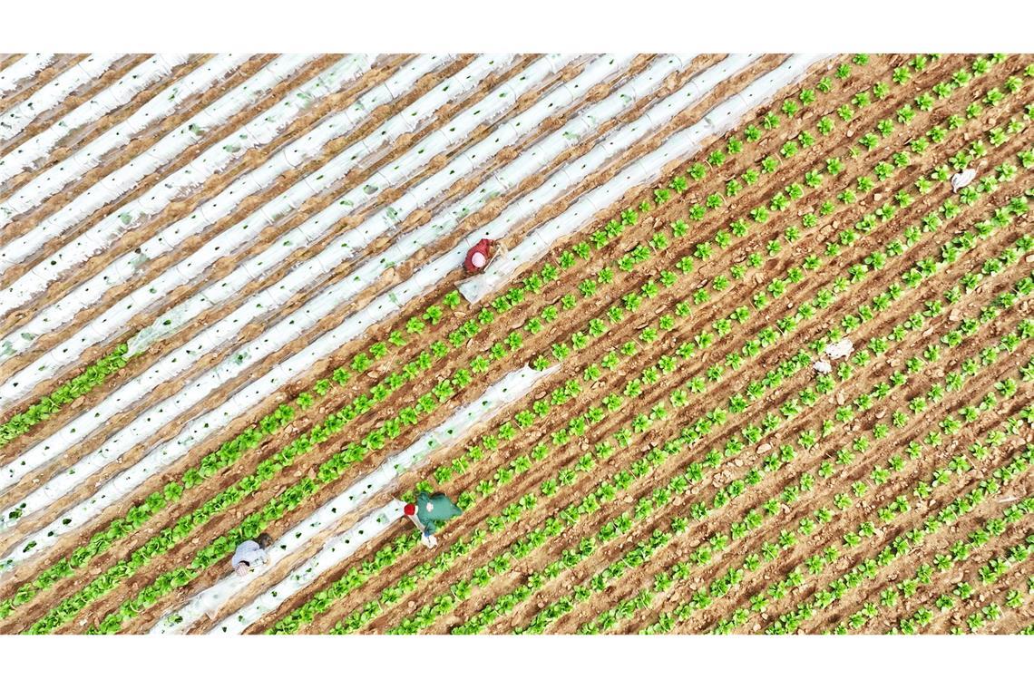 Ein Drohnenfoto zeigt Bauern bei der Arbeit in einem Gemüseanbaugebiet im Kreis Tancheng.