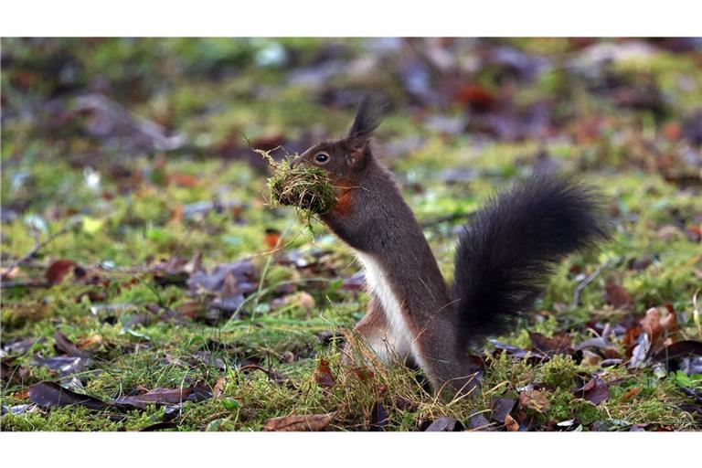 Ein Eichhörnchen sammelt in einem Garten Moos für sein Nest. (Symbolbild)