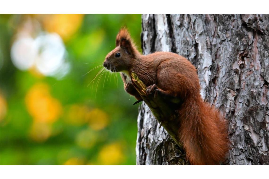 Ein Eichhörnchen sitzt auf dem abgebrochenen Ast eines Baumes in herbstlichen Wald.