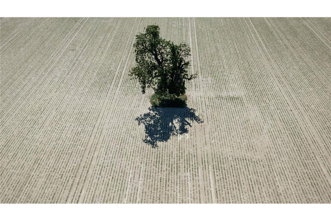 Bilder des Tages Ein einzelner Baum steht auf einer ausgetrockneten Ackerfläche in der Wetterau.