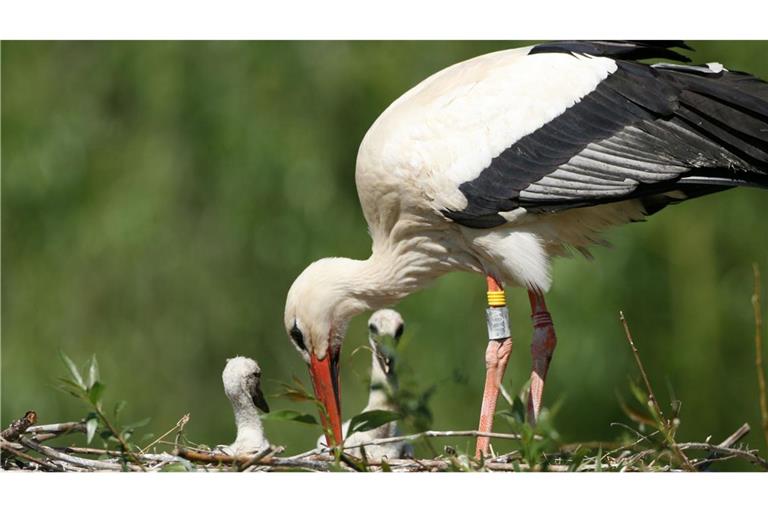 Ein Eltern-Storch füttert seinen Nachwuchs.