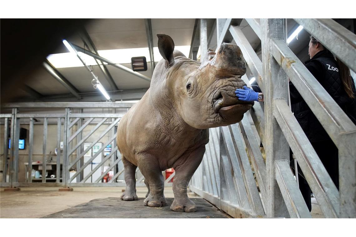 Bilder des Tages Ein englisches Schwergewicht beim Wiegen: Gyasi, ein männliches Nashorn, steht bei seinem jährlichen Gesundheitscheck im Chessington World of Adventures Resort auf einer Waage.