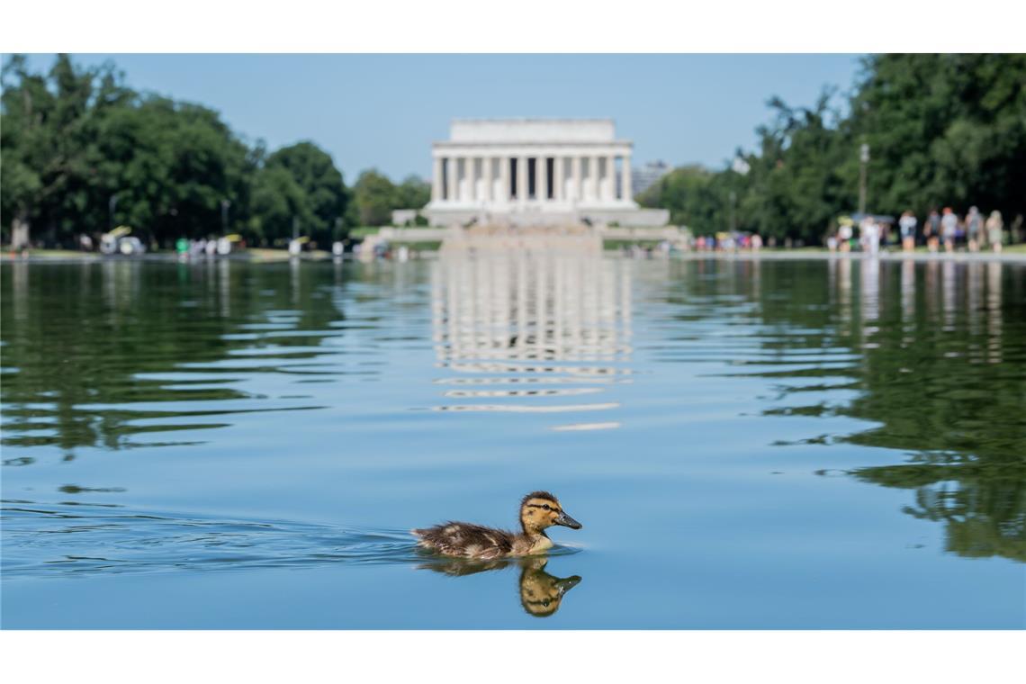 Ein Entenküken schwimmt durch grüne Algenflecken im Reflecting Pool des Lincoln Memorials in Washington.