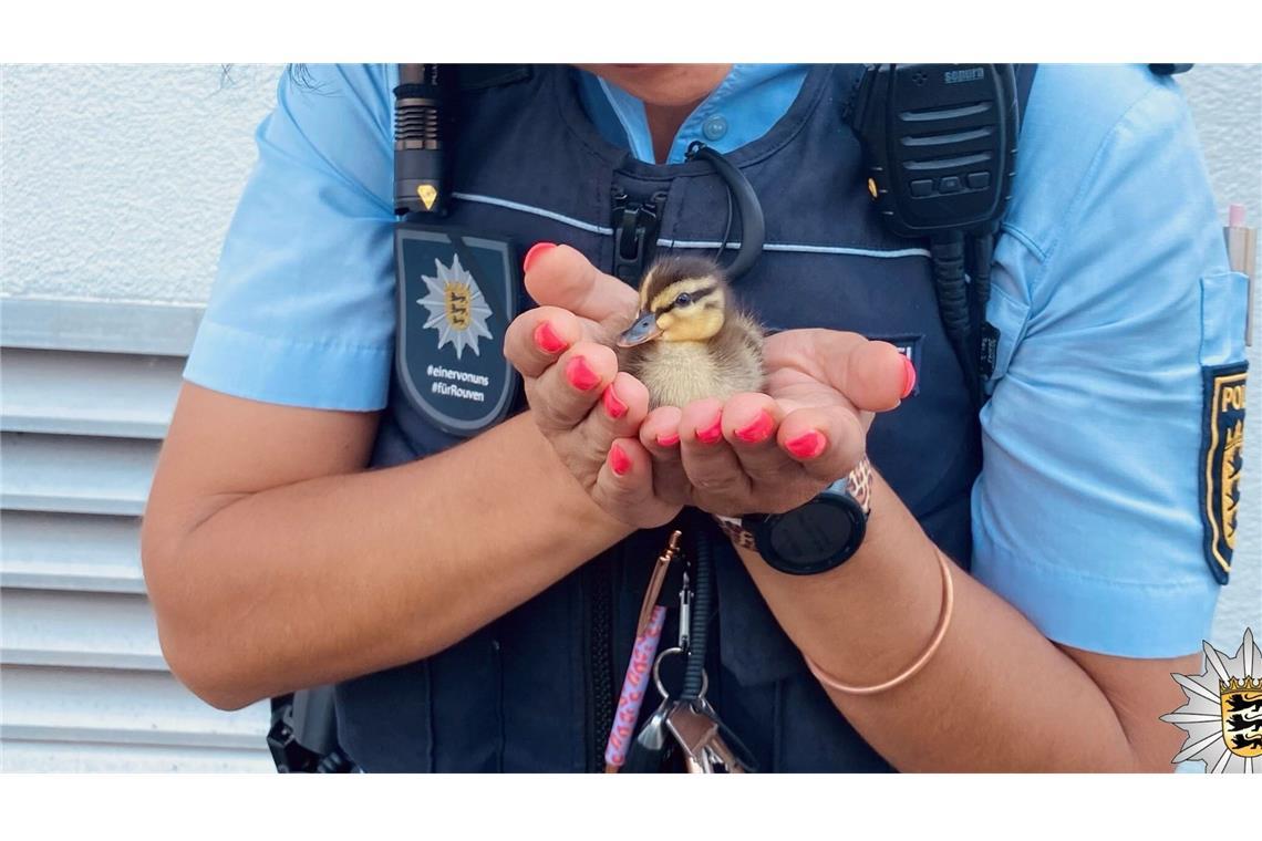 Polizei rettet Entenküken aus einem Gully Ein Entenküken wurde gerettet.