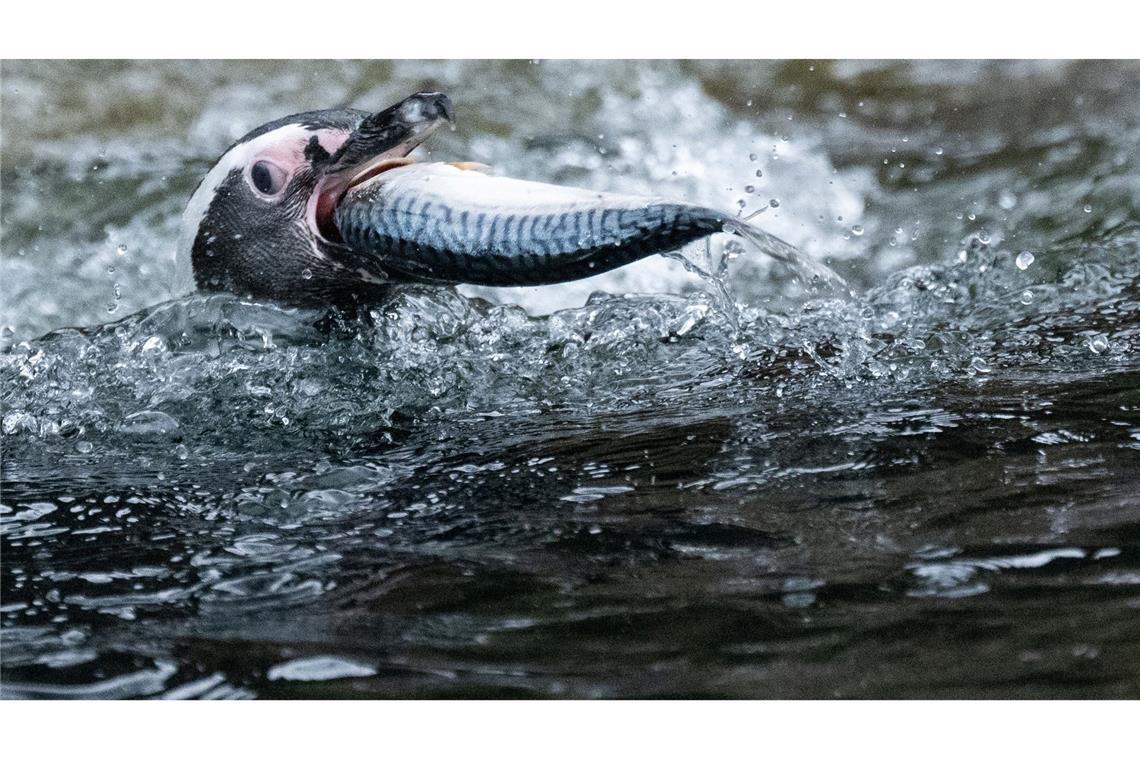 Bilder des Tages Ein Fisch für den Pinguin.