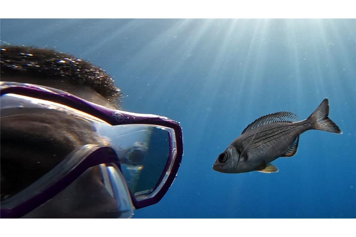 Ach du bist’s! Fische können Menschen unterscheiden Ein Forschungsteam in Konstanz fand heraus, dass Fische Taucher und Taucherinnen anhand von Eigenheiten der Ausrüstung unterscheiden können.