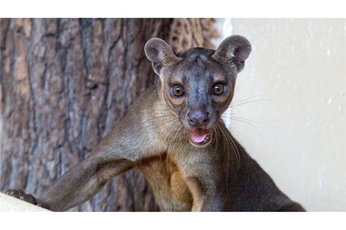 Ein Fossa blickt im Madagaskar-Pavillon im Thüringer Zoopark in Erfurt zum Fotografen.