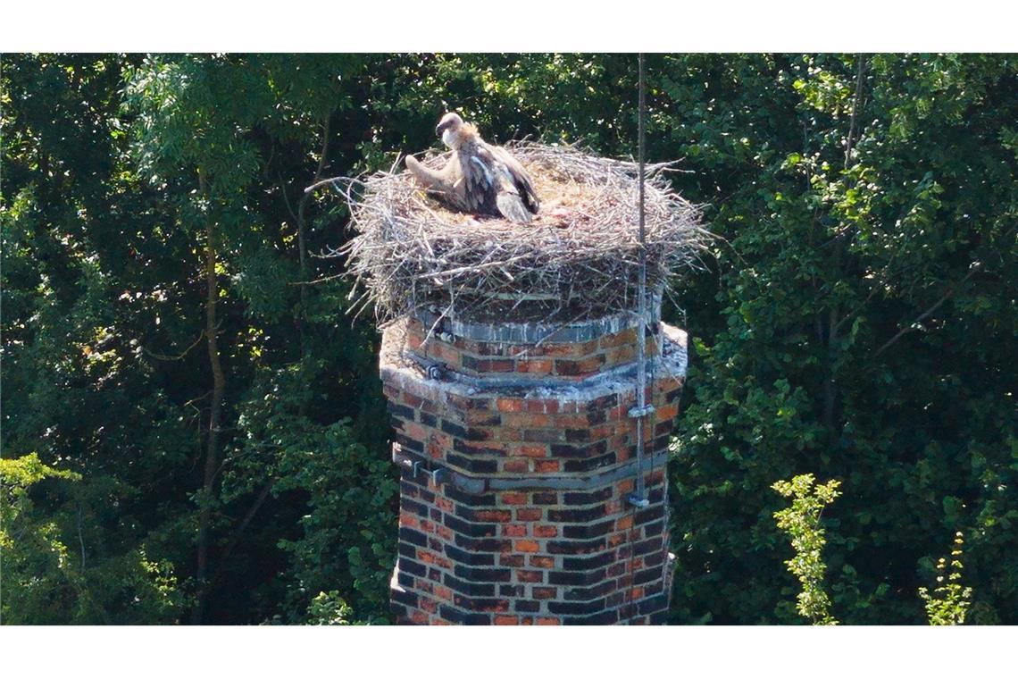 Ein Gänsegeier sitzt auf einem Storchennest im Landkreis Hildesheim.