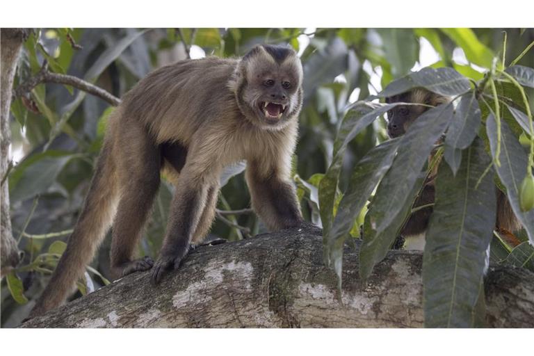 Ein Haubenkapuzineraffe (Sapajus apella) oder gehaupter Kapuziner,beim Jodeln im Pantanal, Brasilien.