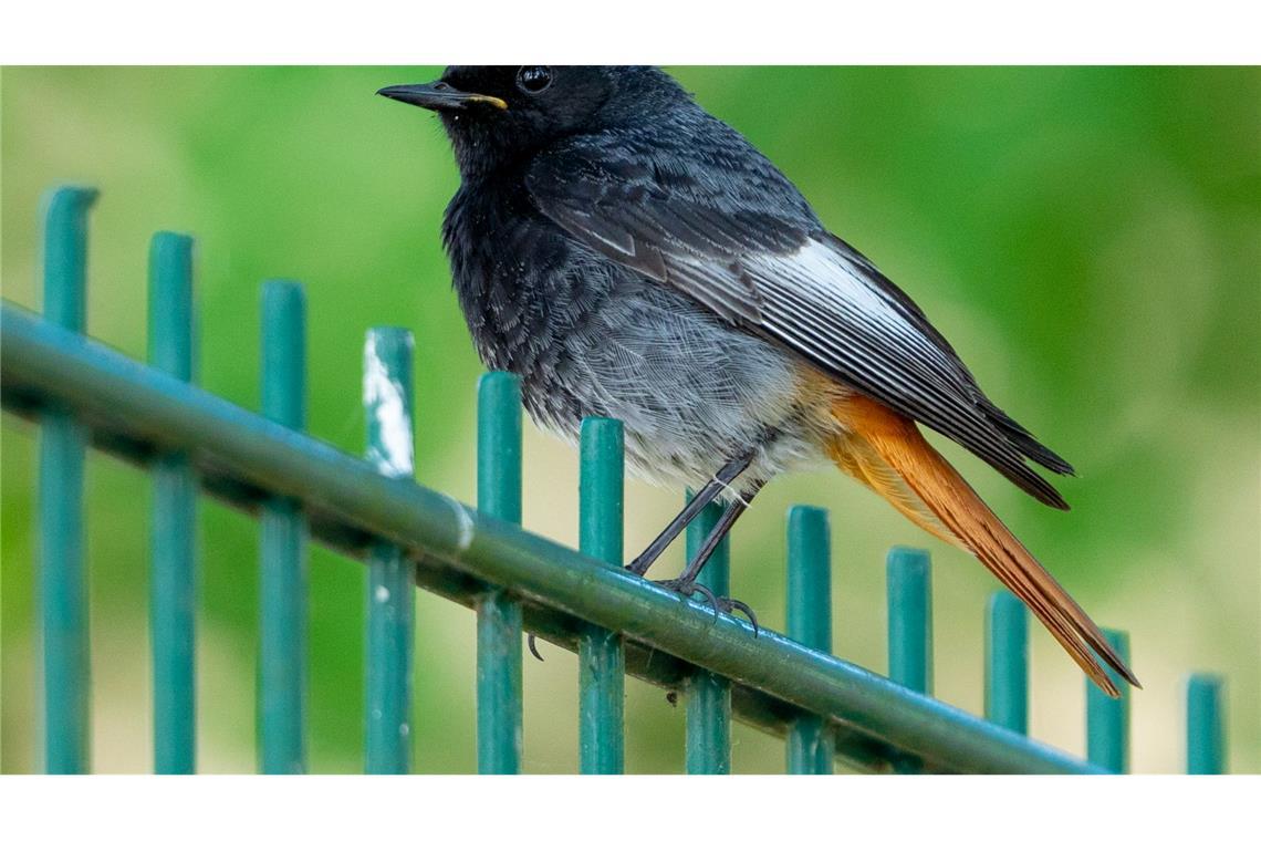 Wenn die Zugvögel zurückkehren Ein Hausrotschwanz sitzt auf einem Zaun. (Archivbild)