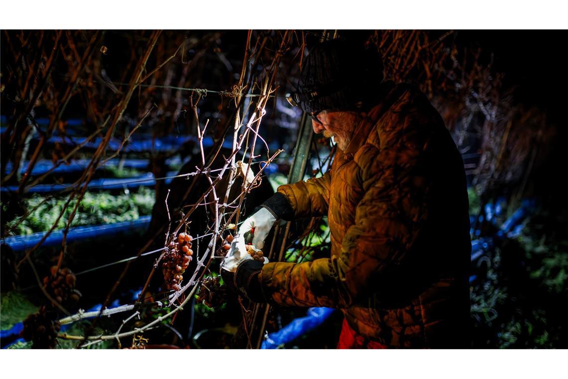 Ein Helfer erntet die gefrorenen Weintrauben in Ballrechten-Dottingen in Baden-Württemberg.