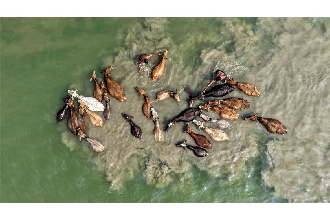 Ein Hirte wäscht sein Vieh im Fluss Brahmaputra in Indien.