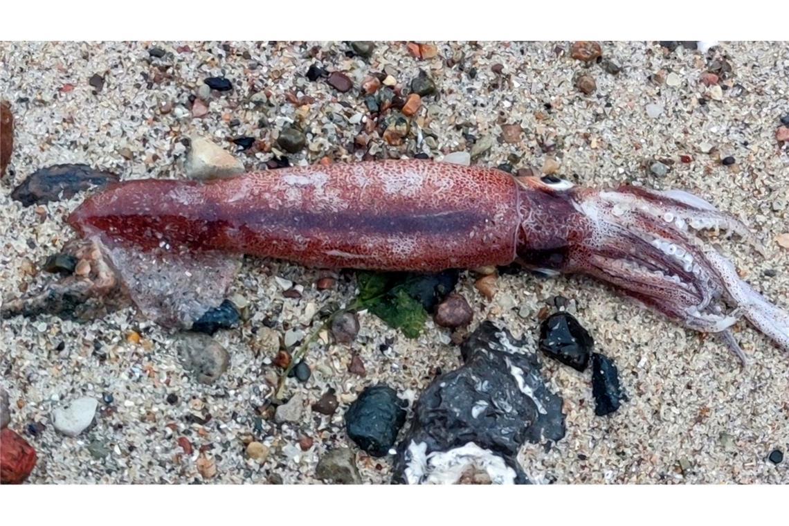 Toter Kalmar am Ostseestrand entdeckt Ein Hobbyforscher hat an der Ostseeküste einen toten Kalmar gefunden.