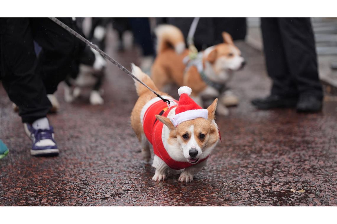 Bilder des Tages Ein Hund der Rasse Corgi, mit Weihnachtsmütze und rotem Jäckchen, nimmt an der Londoner Weihnachtspulli-Corgi-Parade teil.