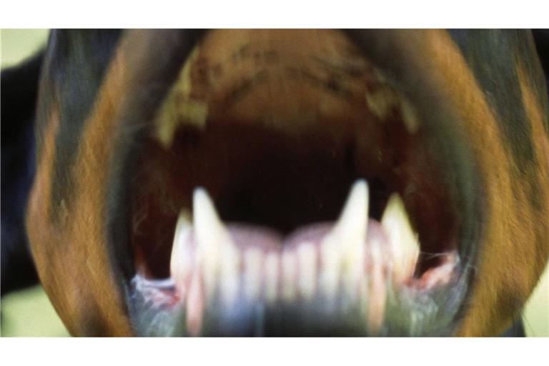 Ein Hund hat eine Fußgängerin umgeworfen und ihr ins Gesicht gebissen (Symbolfoto).