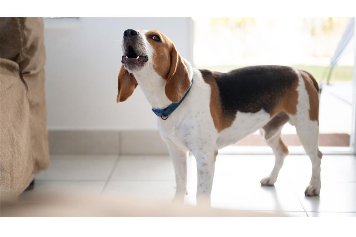Ein Hund hat so sehr angeschlagen, dass zwei mutmaßliche Einbrecher die Flucht ergriffen. (Symbolbild)
