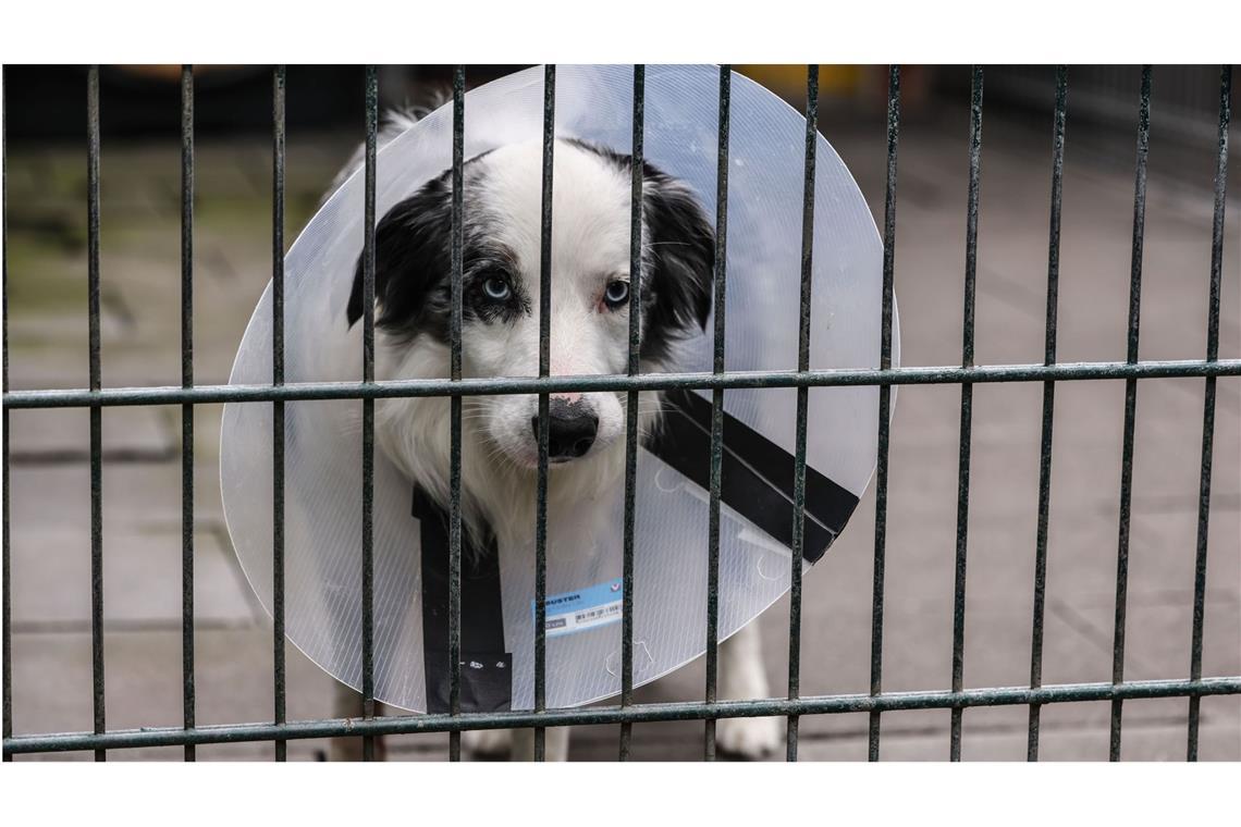 Ein Hund im Tierheim: Der Tierschutzbund möchte klären, ob der Bund das Staatsziel Tierschutz auch finanziell ernst nimmt.
