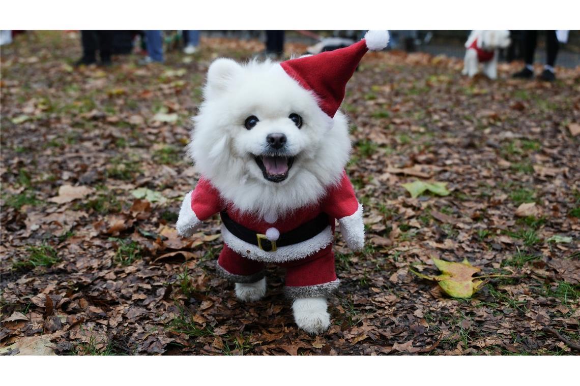 Ein Hund nimmt an der Weihnachtspulli-Parade von "Rescue Dogs of London and Friends" teil.