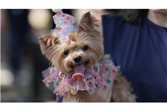 Ein Hund trägt ein Kostüm während der Karnevals-Hundeparade "Blocao" in Rio de Janeiro.