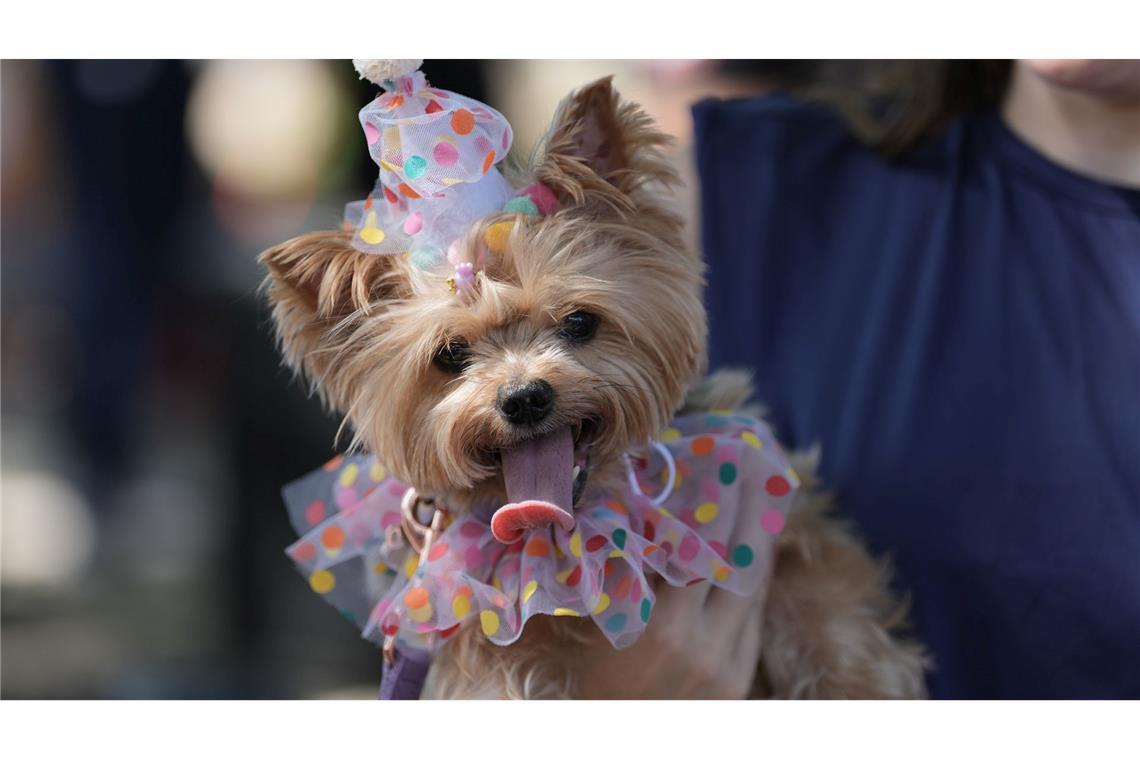 Ein Hund trägt ein Kostüm während der Karnevals-Hundeparade "Blocao" in Rio de Janeiro.