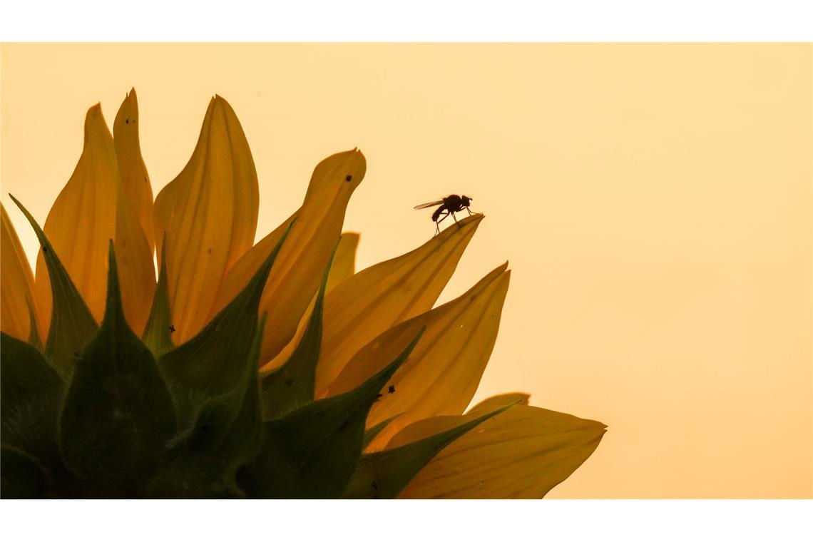 Bilder des Tages