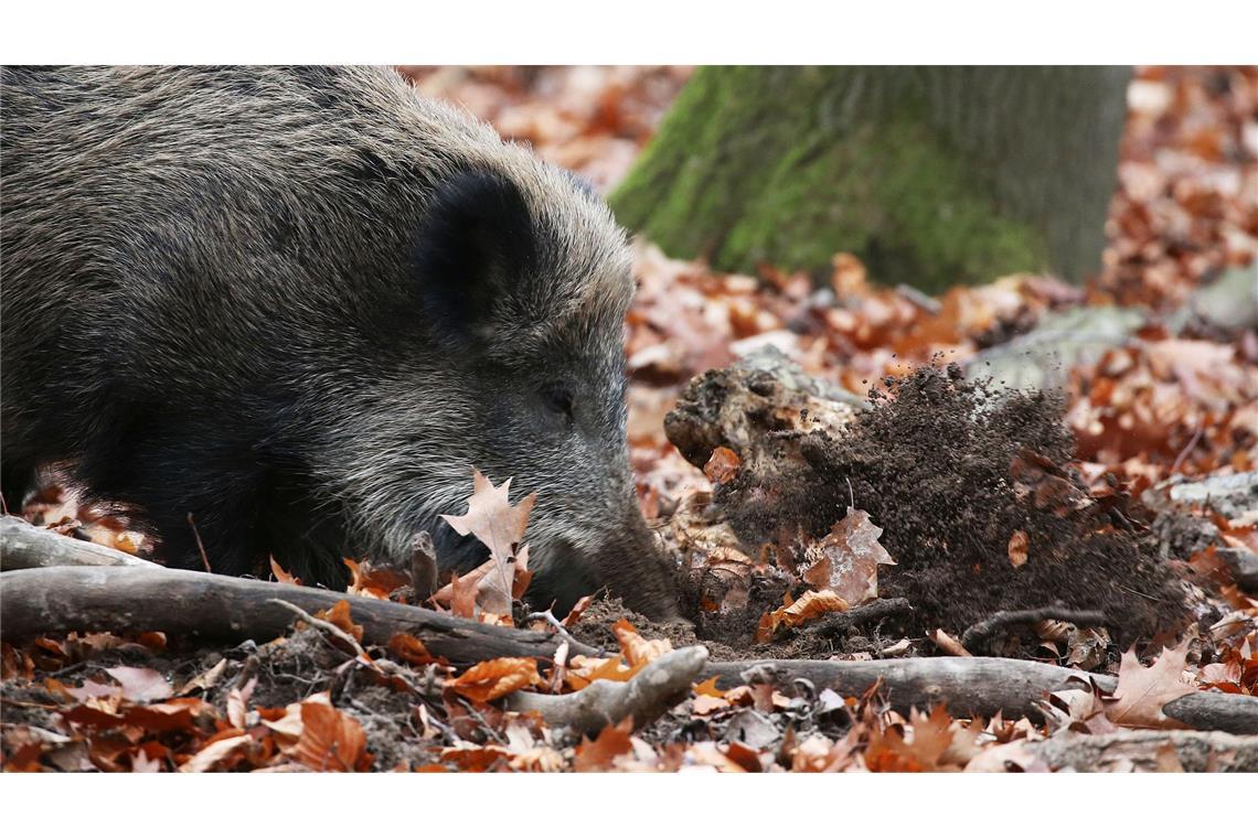 Erstmals Afrikanische Schweinepest in NRW nachgewiesen Ein Jäger hat in NRW ein totes Wildschwein gefunden, bei dem der Verdacht auf die Afrikanische Schweinepest (ASP) bestätigt wurde. (Archivbild)