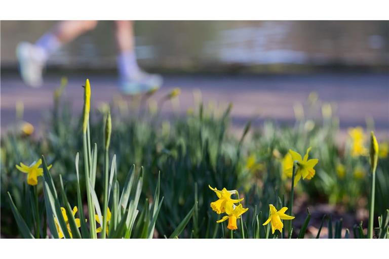 Ein Jogger läuft bei frühlingshaften Temperaturen am Adenauer Weiher im Stadtwald von Köln.