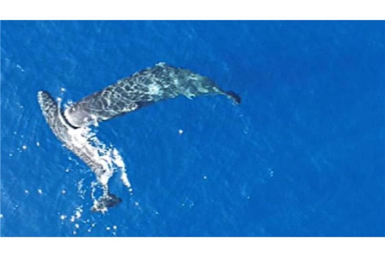 Ein junger Pottwal rammt einen anderen seitlich mit dem Kopf.