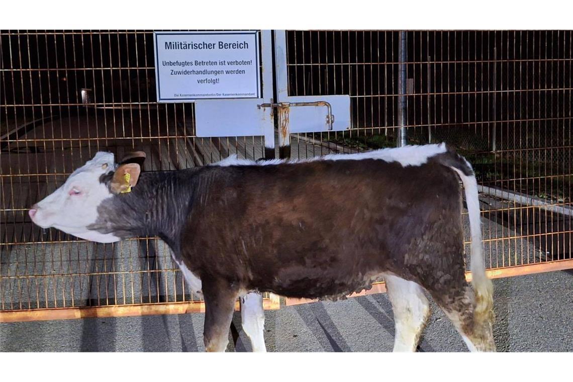 Rind läuft Eigentümer davon und spaziert in Bundeswehr-Kaserne Ein Jungrind steht auf dem Gelände der Generaloberst-Beck-Kaserne in Sonthofen.