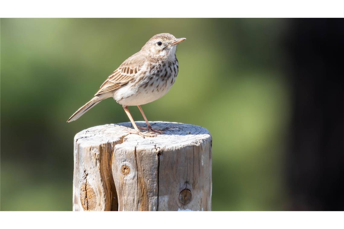 Ein Kanarienvogel wurde ausgesetzt (Symbolbild).