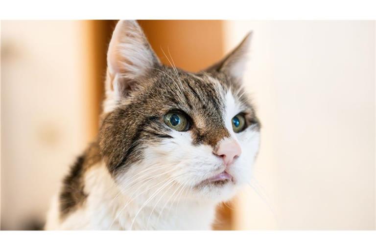 Ein Kater starb qualvoll (Symbolbild).