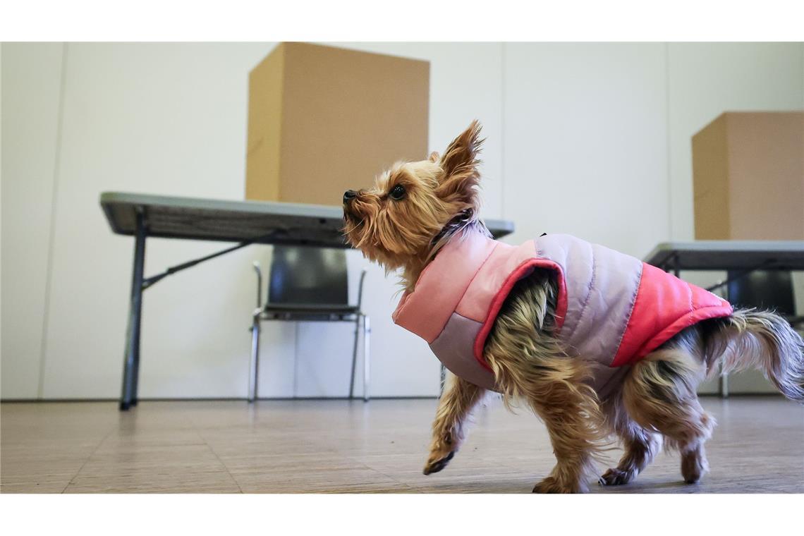 Bilder des Tages Ein kleiner Hund sitzt bei der Bürgerschaftswahl in Hamburg in einem Wahllokal in Barmbek.