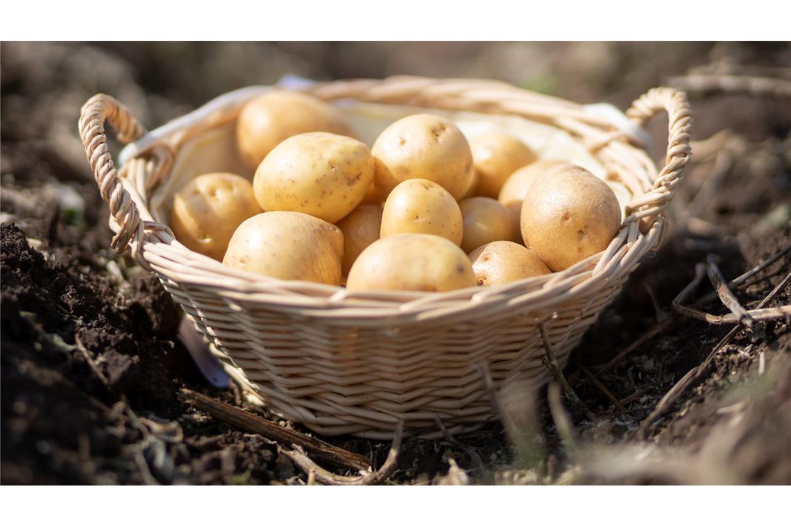 Kulinarisch und kulturell: Comeback der Kartoffel? Ein Korb mit Kartoffeln der Sorte "Gala" steht auf einem Feld in Thüringen. (Foto: Archiv)