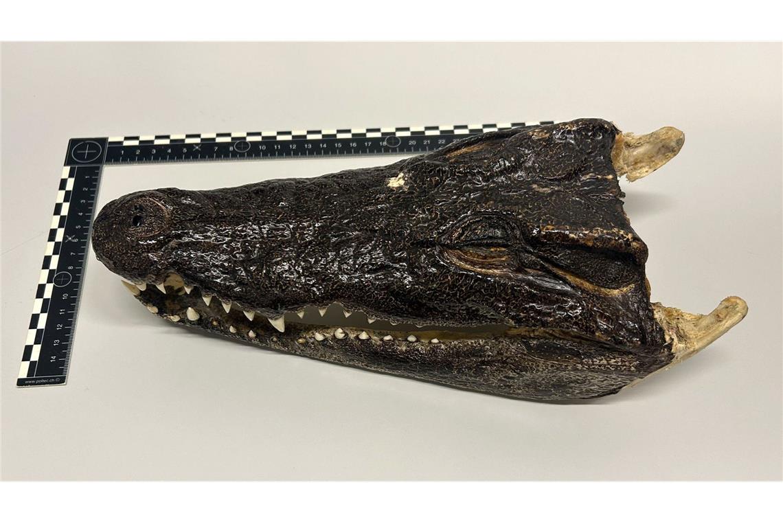 Mann mit Krokodilkopf und Erektionsförderer am Zoll erwischt Ein Krokodilkopf wurde am Flughafen Zürich im Koffer eines Reisenden aus Thailand gefunden.
