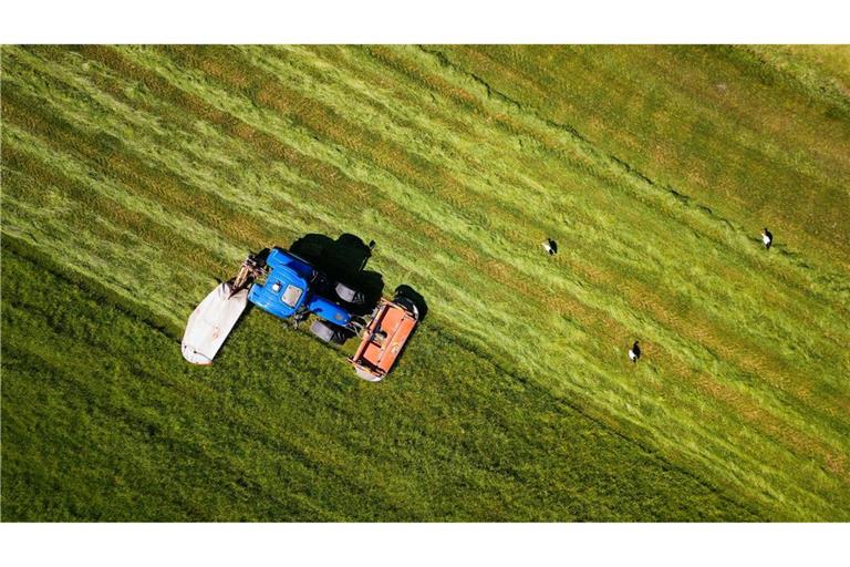 Ein Landwirt fährt mit seinem Traktor und einem angebauten Mähwerk über eine Wiese und mäht diese während daneben drei Störche zu sehen sind.
