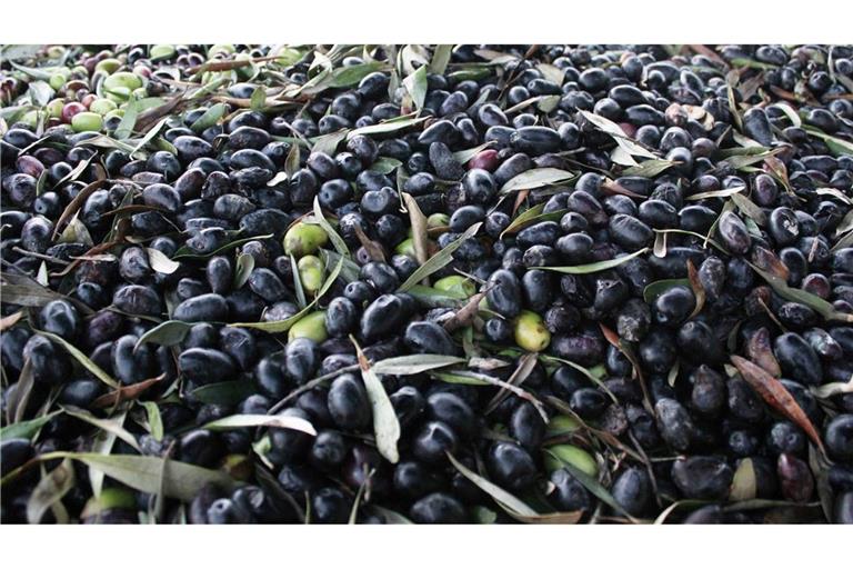 Ein Lastwagen mit 24 Tonnen Oliven an Bord hat auf einer Bundesstraße im Schwarzwald die Leitplanke durchbrochen (Symbolfoto).