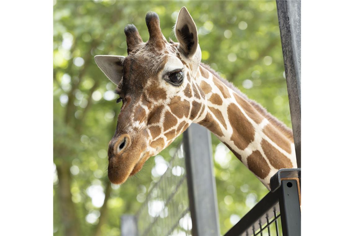 Ein leer stehendes Gehege bei den Raubtieren bekommt bald einen Bewohner: einen Leoparden.
