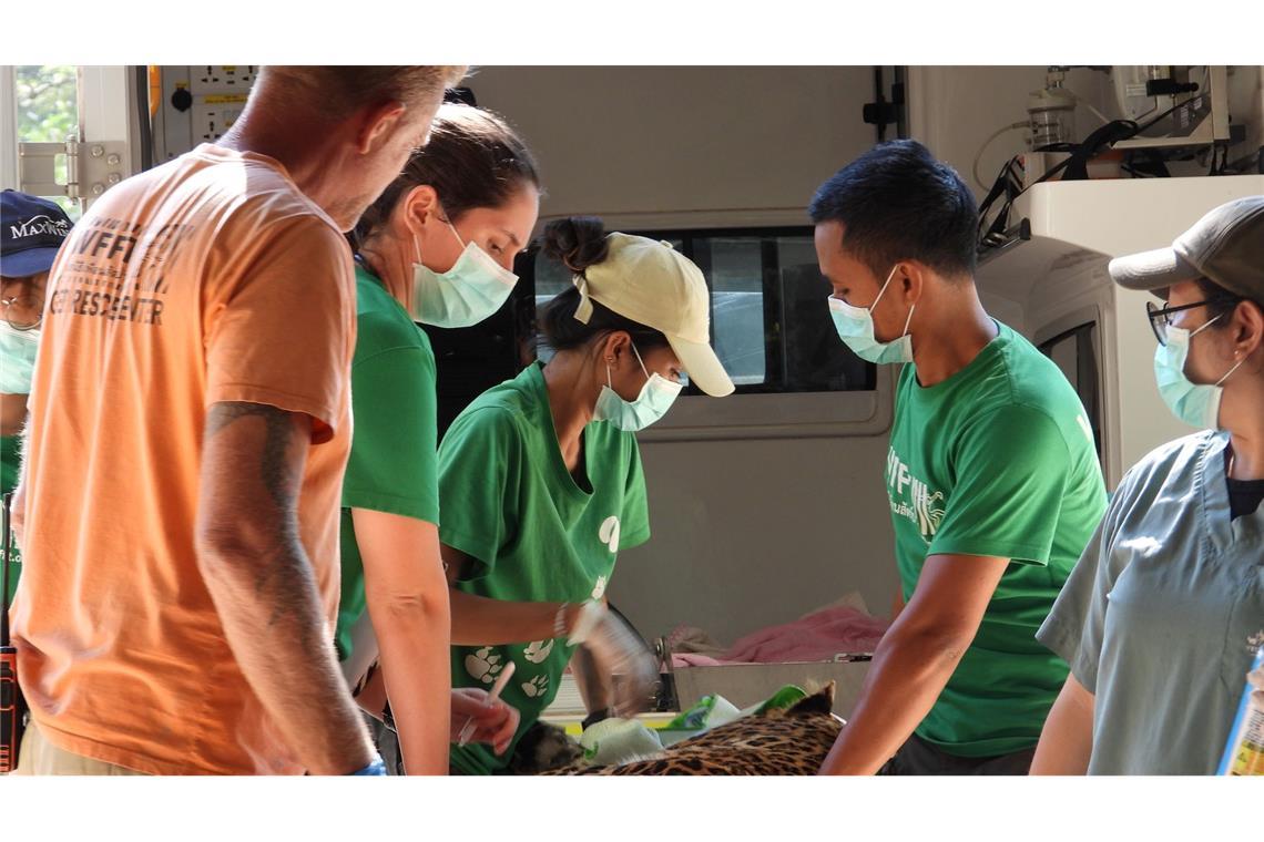 Tiger im OP: Besuch in Thailands erstem Wildtier-Krankenhaus Ein Leopard wird in der Klinik behandelt.